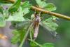 Tipula selene